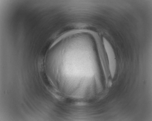 X0000081290360200702082024