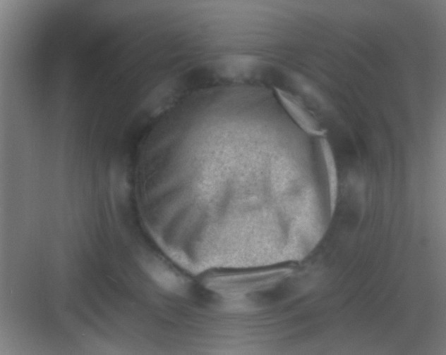 X0000081290566200702082021