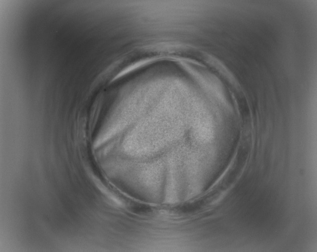 X0000081290585200702082021