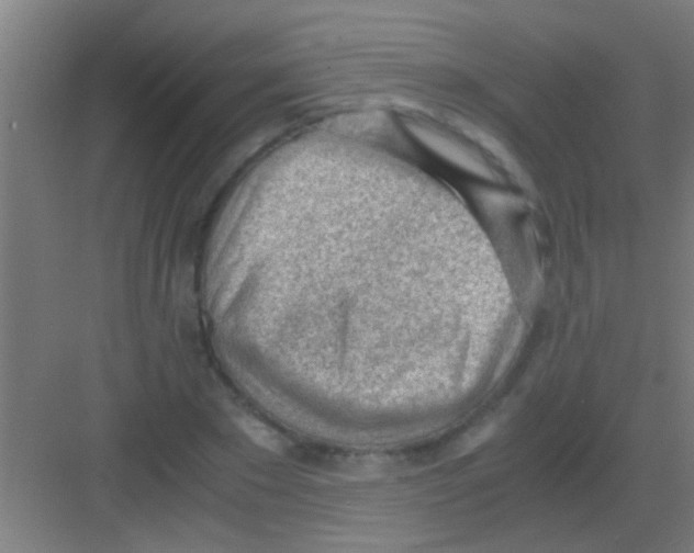 X0000081290881200702082016