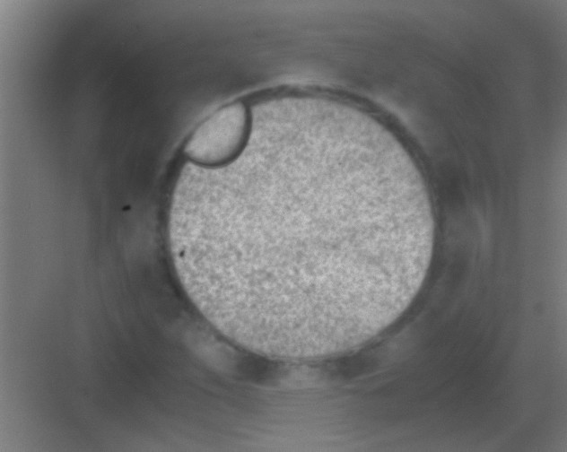 X0000081291263200702082009