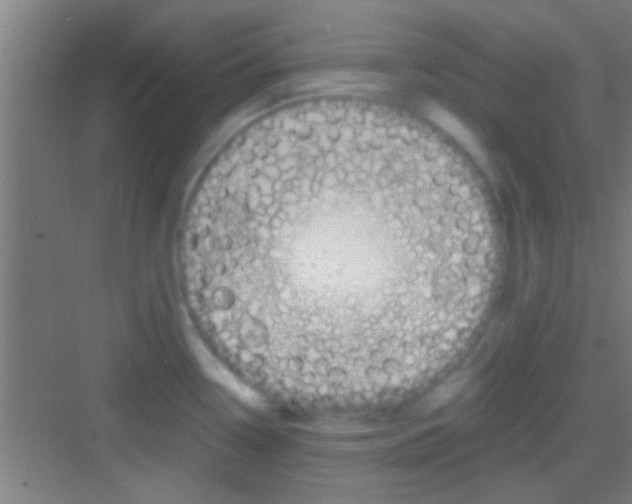 X0000081291338200702082009