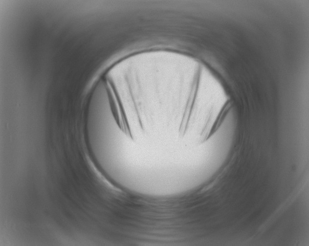 X0000081291500200702082005