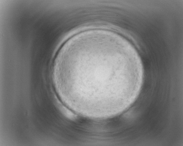 X0000081291514200702082005