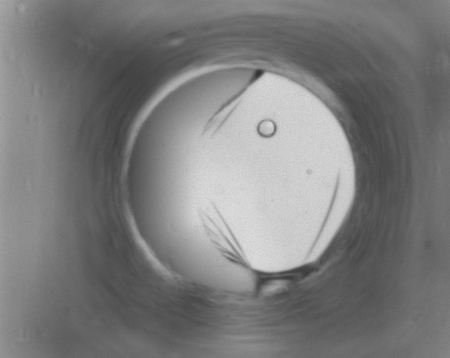 X0000081291536200702082005