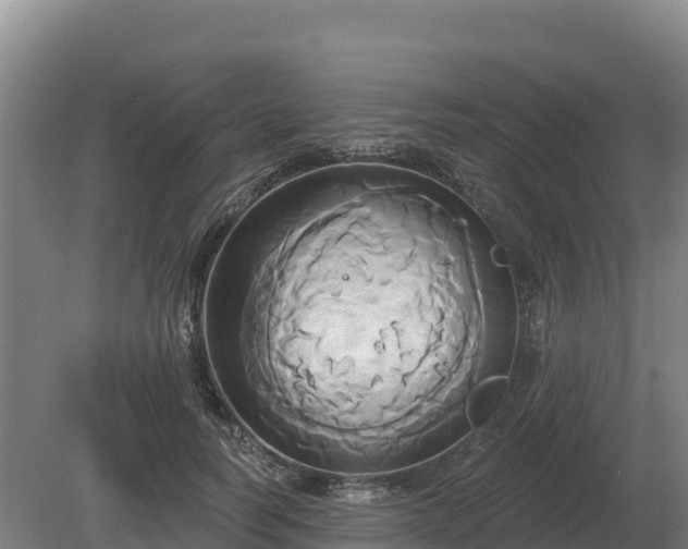 X0000081300746200701181835