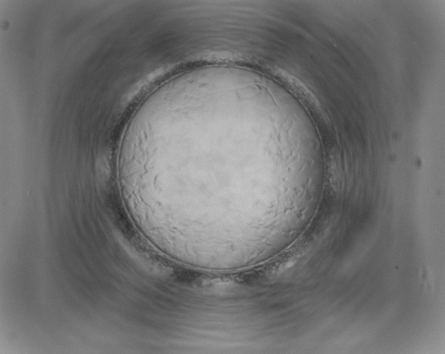 X0000081300208200701251726