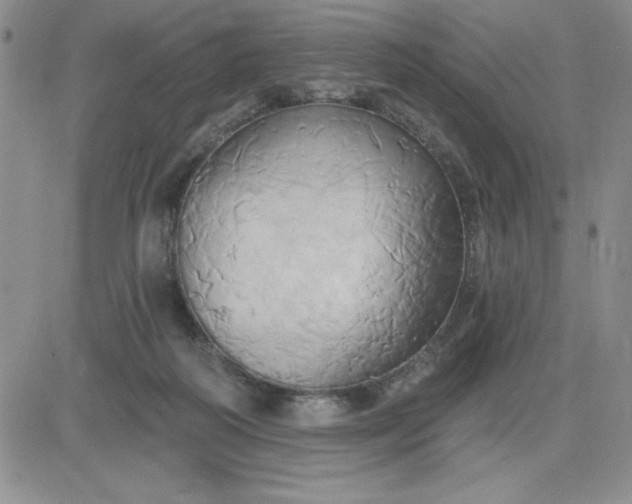 X0000081300218200701251726