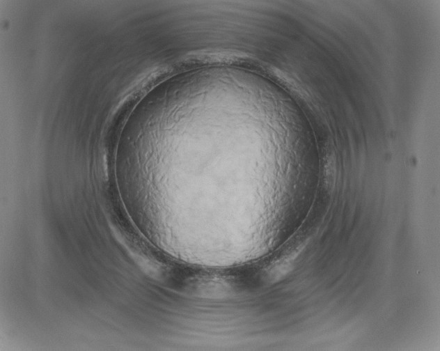 X0000081300254200701251725