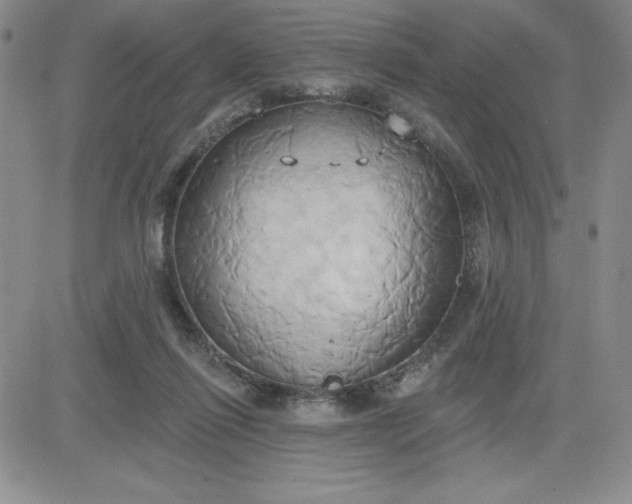 X0000081300262200701251725