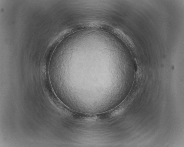 X0000081300306200701251725