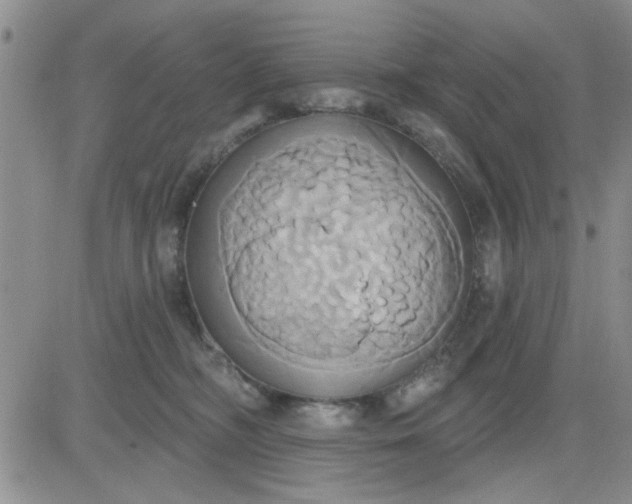 X0000081300326200701251724