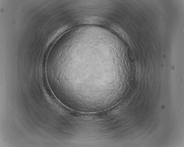 X0000081300482200701251722