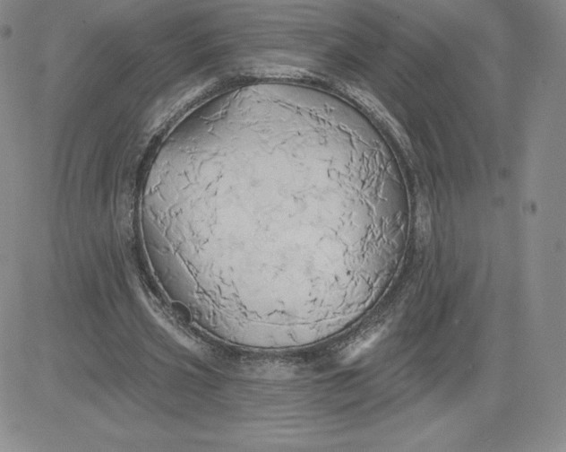 X0000081300533200701251720