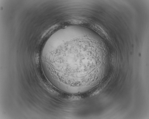 X0000081300549200701251720