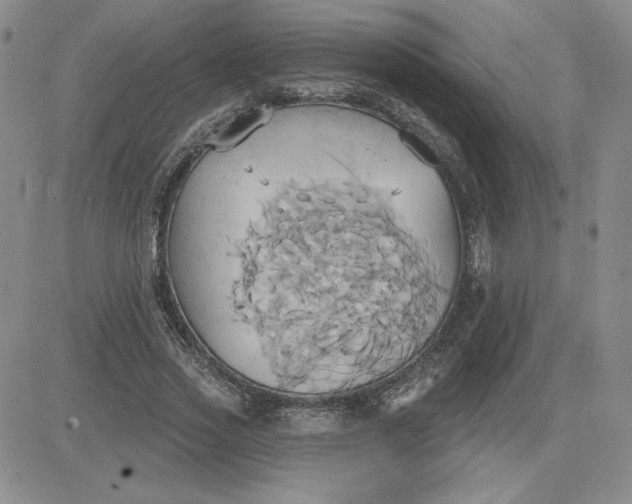 X0000081300733200701251717