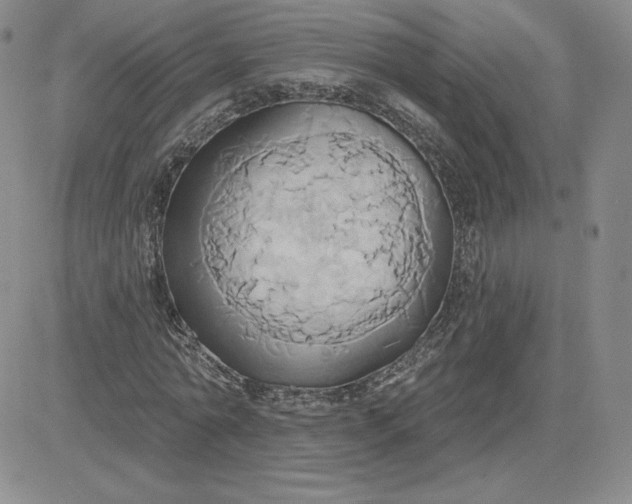 X0000081300774200701251717