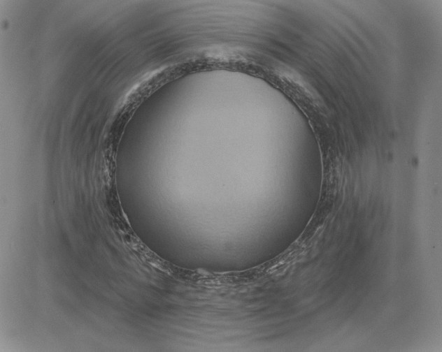 X0000081300776200701251717