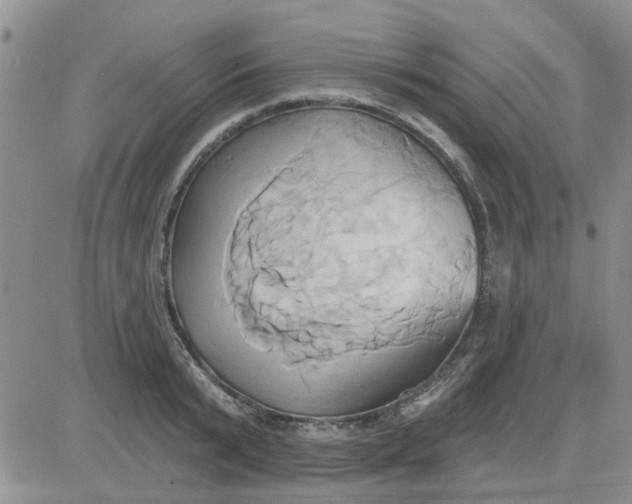 X0000081300799200701251716