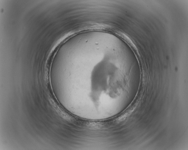 X0000081300835200701251716