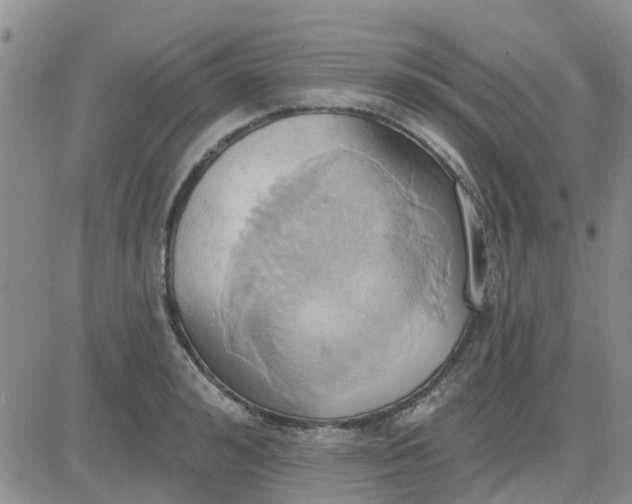 X0000081300992200701251713