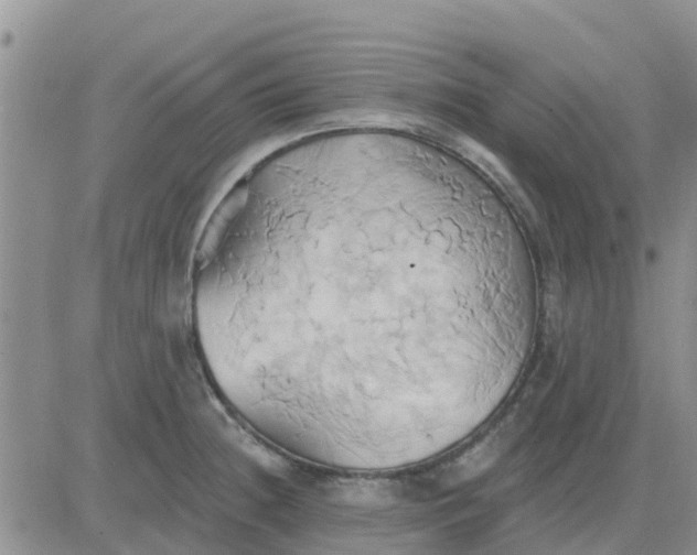 X0000081301236200701251710