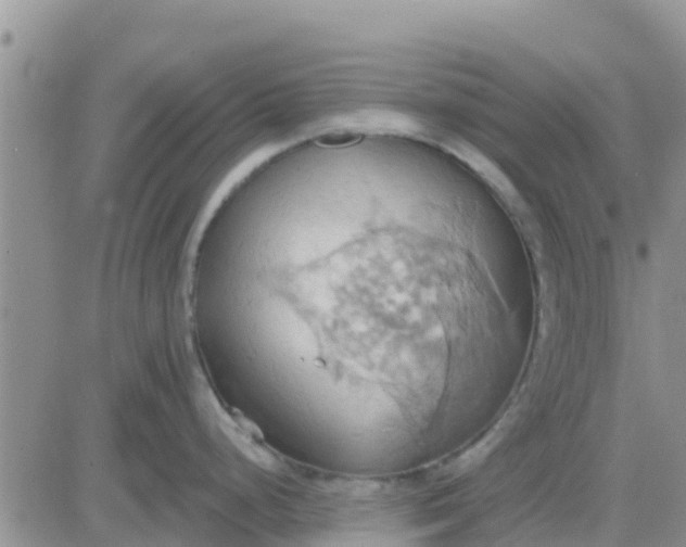 X0000081301248200701251710