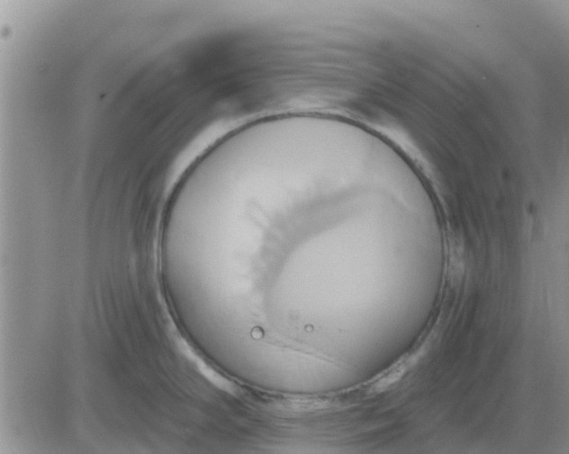 X0000081301294200701251708