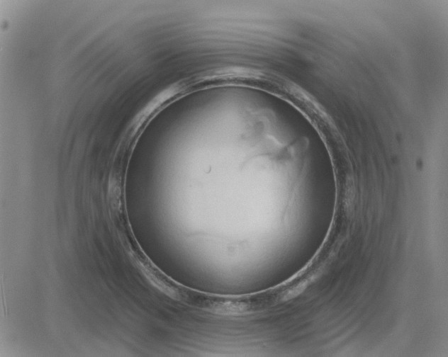 X0000081301321200701251708