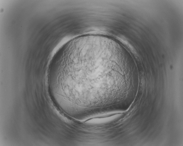 X0000081301375200701251707