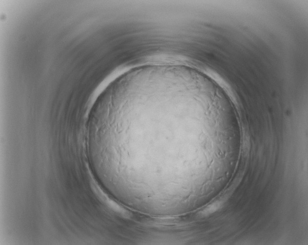 X0000081301486200701251705