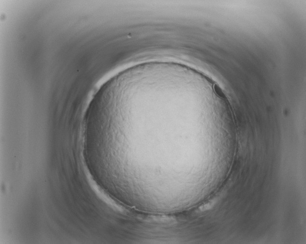 X0000081301526200701251705