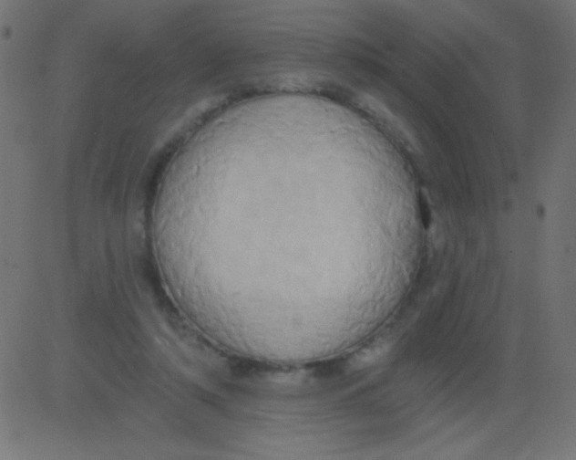 X0000081300306200702012316