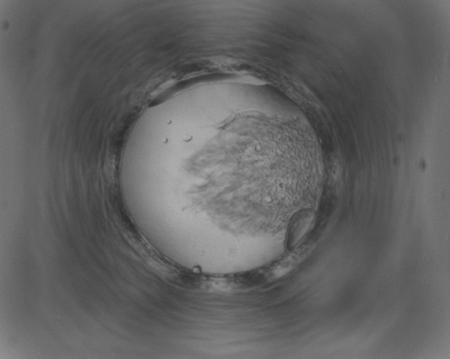 X0000081300565200702012312