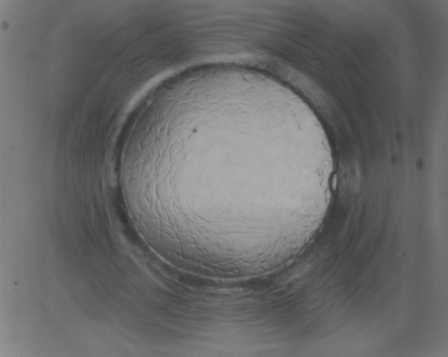 X0000081300628200702012310