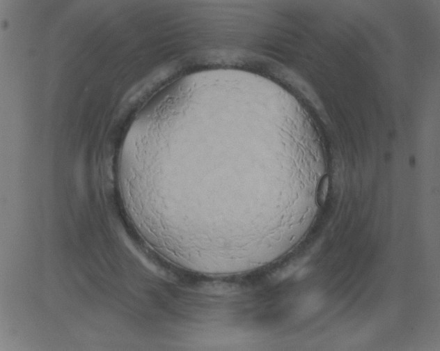 X0000081300633200702012310