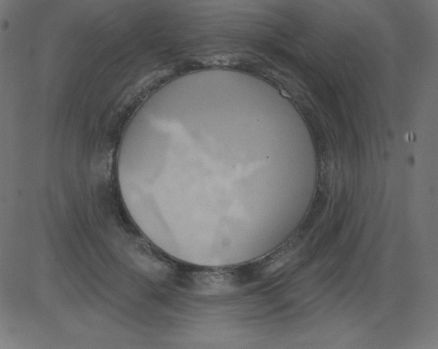 X0000081300652200702012310