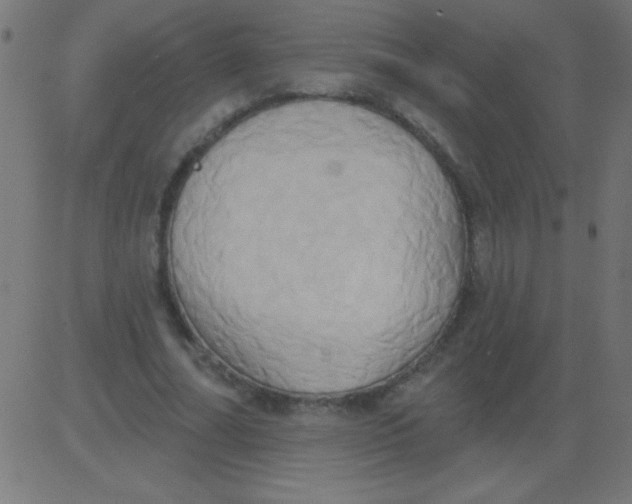 X0000081300682200702012310