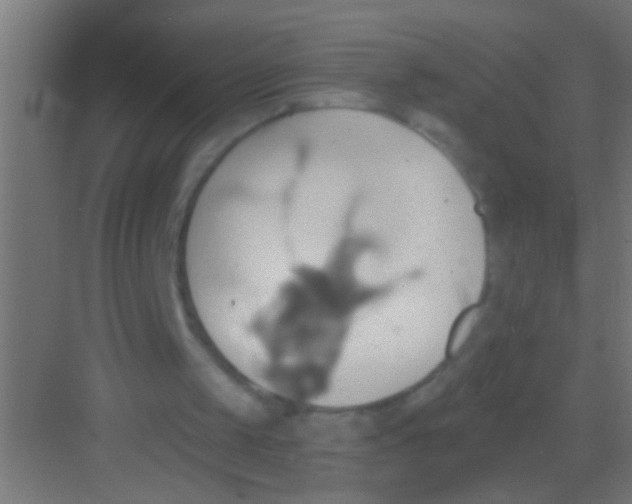 X0000081300049200702082055