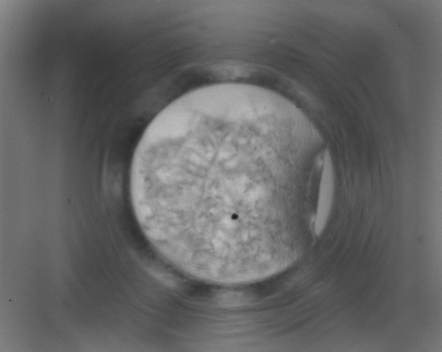 X0000081300315200702082051