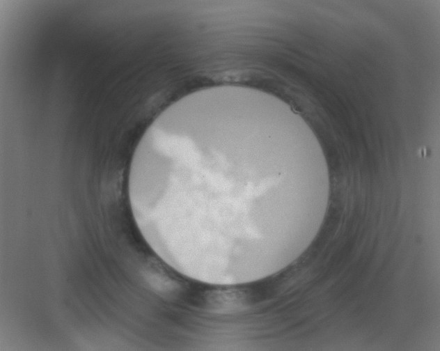 X0000081300652200702082045