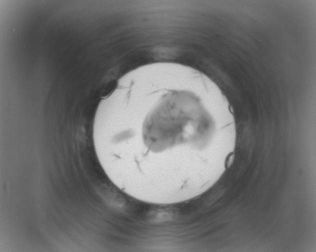 X0000081300655200702082046