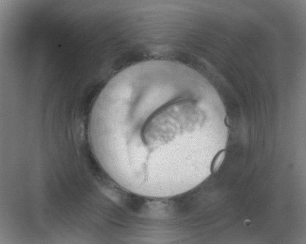 X0000081300703200702082044