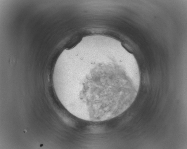 X0000081300733200702082044