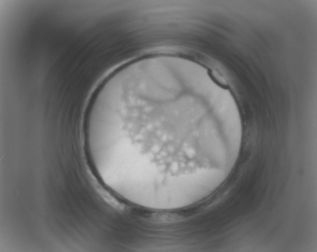 X0000081300795200702082043