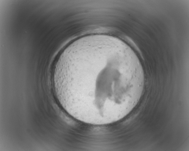 X0000081300835200702082042