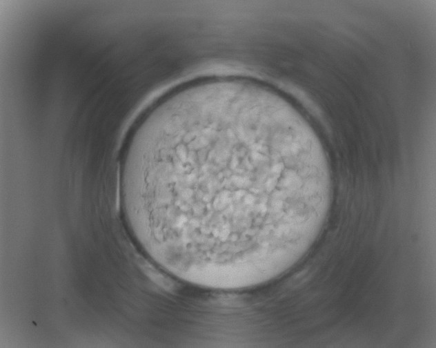 X0000081301175200702082037