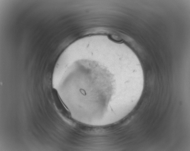 X0000081301233200702082036