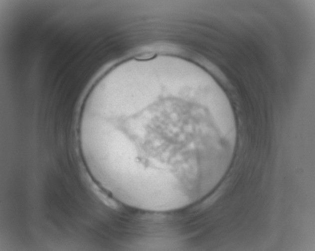 X0000081301248200702082036