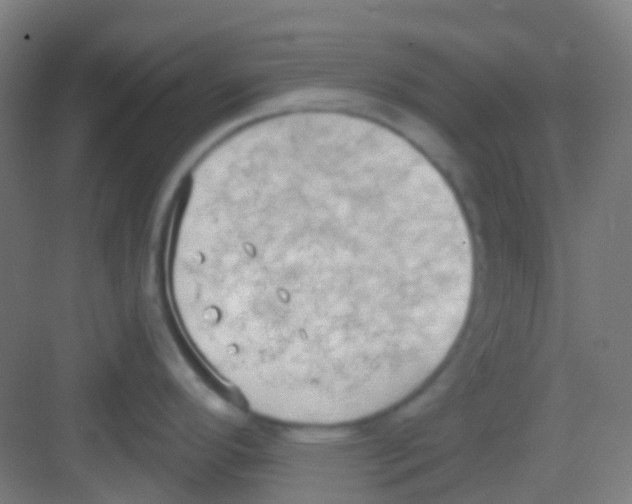 X0000081301296200702082035